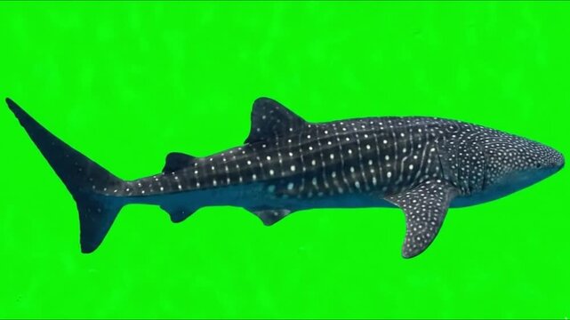 Fish Video of one Whale shark are swimming on the green screen background