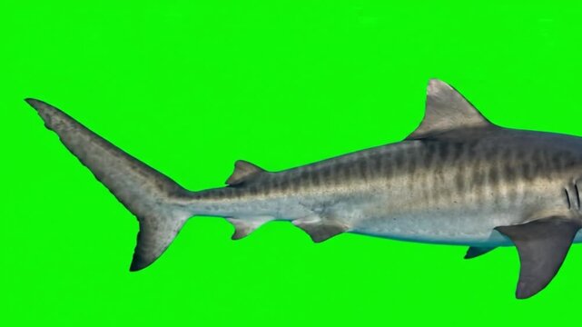 Fish Video of one Tiger shark are swimming on the green screen background