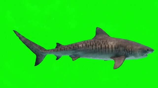 Fish Video of one Tiger shark are swimming on the green screen background