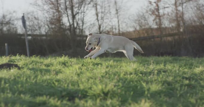 A yellow labrador dog running and jumping across a grassy field outdoors