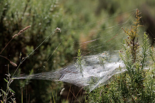 Densa telara&ntilde;a en embudo construida sobre arbustos del sotobosque mediterr&aacute;neo en la sierra de Mariola, Bocairent, Espa&ntilde;a
