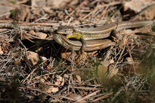 Lagartijas colilargas copulando en sierra de mariola, el macho muestra color nupcial amarillo y muerde a la hembra en el celo, Bocairent, Espa&ntilde;a
