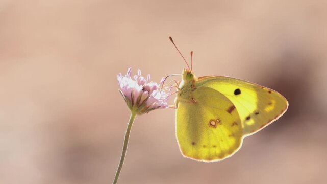 Mariposa colias com&uacute;n aliment&aacute;ndose de una flor silvestre a contraluz en la sierra de Mariola, Bocairent, Espa&ntilde;a
