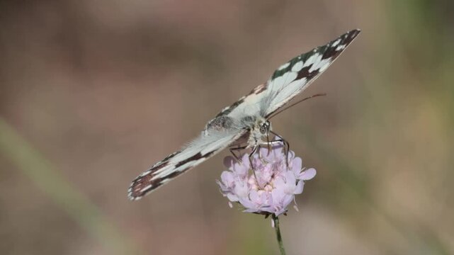 Mariposa medioluto ib&radic;&copy;rica abriendo las alas sobre una flor mostrando sutiles reflejos en sus alas en la sierra de Mariola, Bocairent, Espa&radic;&plusmn;a