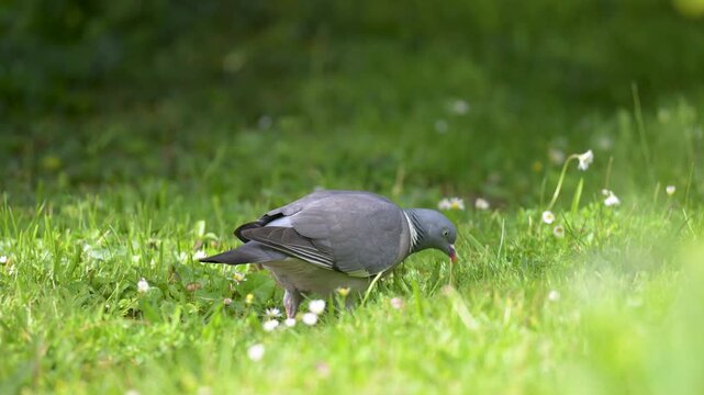 Wood pigeon walking away and eating grass in spring in a domestic gardenand trying to eat a cherry that he drops. Columba palumbus, Indre-et-Loire 37, r&eacute;gion Centre-Val de Loire, France, Europe