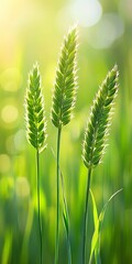 Fototapeta premium Fresh Green Wheat or Grass Ears Against A Softly Blurring Background With Natural Bokeh Sunny Tone