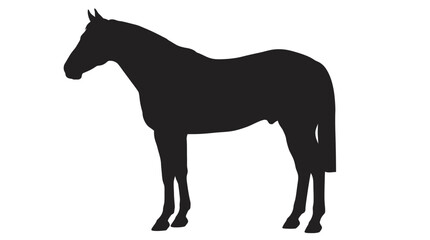 Obraz premium Black horse silhouette standing profile isolated on white background. Equestrian graphic.