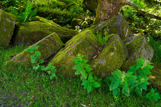 Moss covered millstones in Bolehill Quarry, Derbyshire.