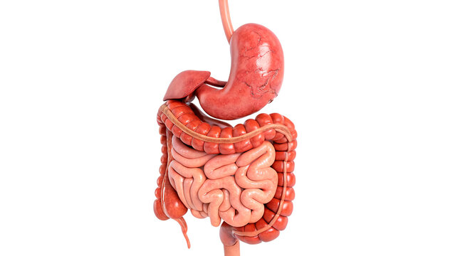 Anatomical model of human digestive system stomach liver and intestines isolated on transparent background