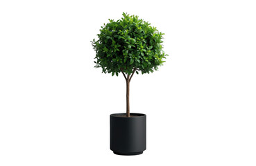 Naklejka premium Green topiary tree in a black pot, adding natural decor and fresh foliage to interior spaces, transparent background