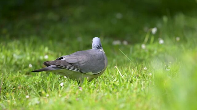 Wood pigeon walking, observing and eating grass in spring in a domestic garden. Columba palumbus, Indre-et-Loire 37, r&eacute;gion Centre-Val de Loire, France, European Union, Europe