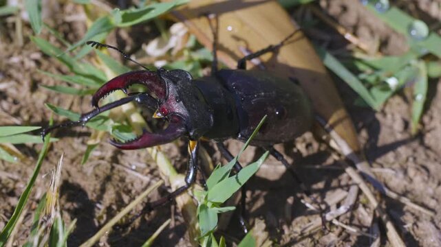 Close-up of a (Lucanus cervus) in the grass ready to fly