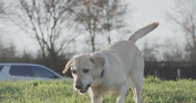A yellow labrador dog sitting in a grassy field and then jumping into the air