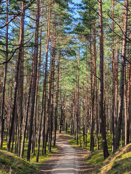 Scenic walkway through sunlit pine forest in Latvia