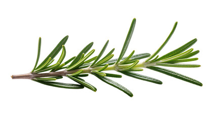Fototapeta premium Isolated single fresh green rosemary sprig natural aromatic herb for cooking food