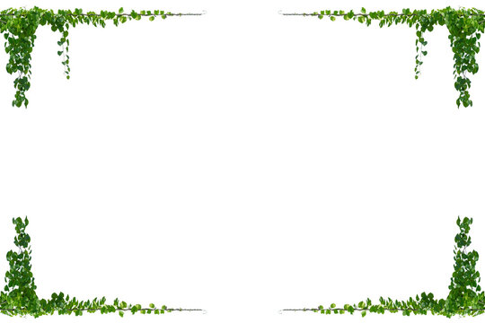vine frame leaf vine circle Isolate on transparent background PNG file