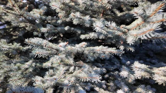 A stunningly detailed close-up shot of a single blue spruce branch, displaying its intricate blue-grey needles and tiny reddish-brown cones against a heavily blurred background. 
