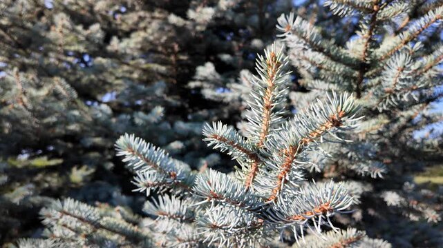 A stunningly detailed close-up shot of a single blue spruce branch, displaying its intricate blue-grey needles and tiny reddish-brown cones against a heavily blurred background. 