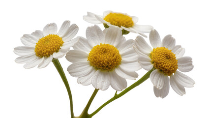 Obraz premium Isolated charming group of white daisy-like flowers with bright yellow centers and fresh green stems.