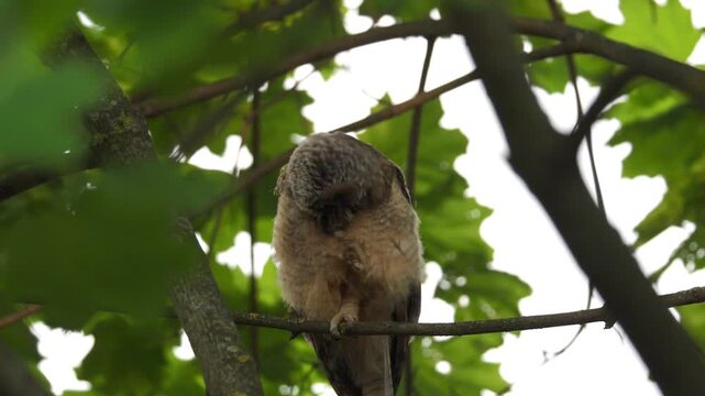 Close-up video portrait of a juvenile long-eared owl fledgling scratching its head with its claws. Fluffy young owl chick perched on a maple tree with eye contact in the warm evening sun.