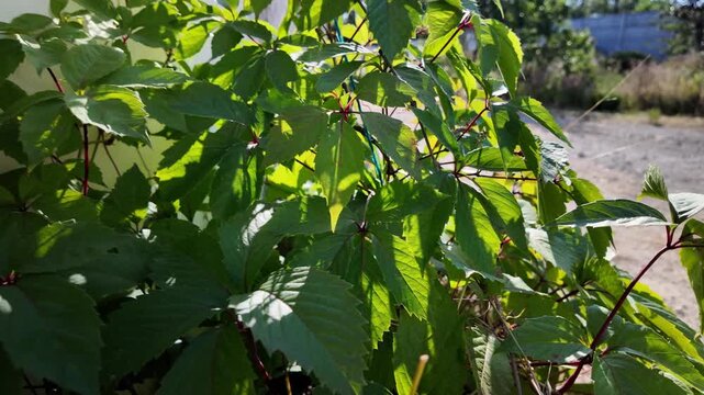 A frame of 4K 24fps video with Motion Blur captures backlit Virginia creeper leaves swirling in a powerful breeze. The green and reddish leaves are motion-streaked under warm sun, 
