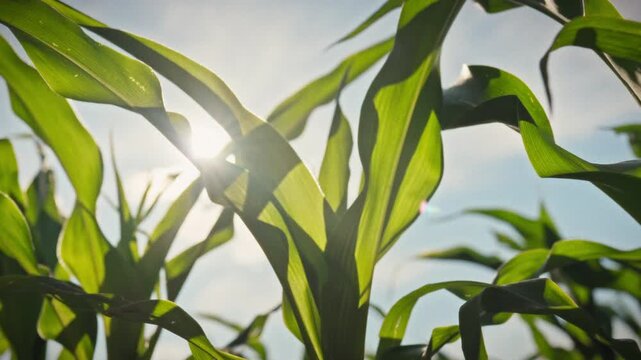 A smooth camera pan over green leaves and ears of corn under a blue sky. The bright afternoon sun illuminates the crops in the field. The concept of natural growth and agricultural production