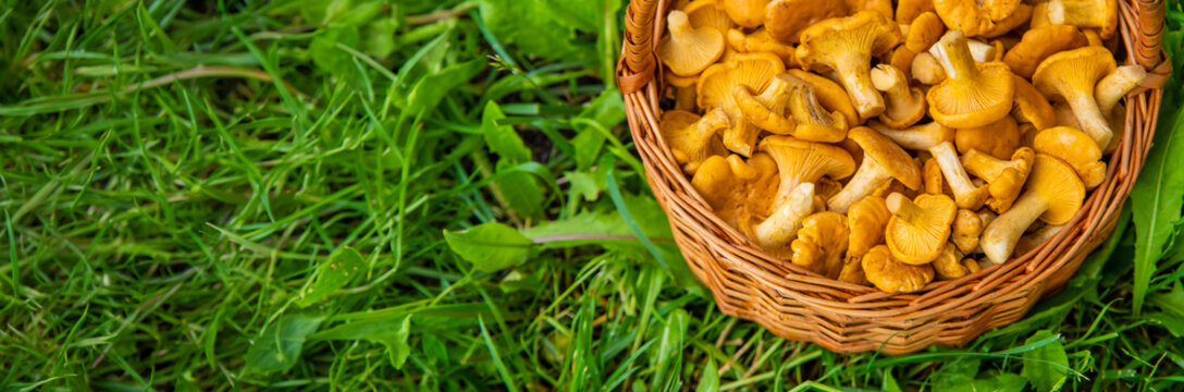 Harvest chanterelle mushrooms in a basket. Selective focus.