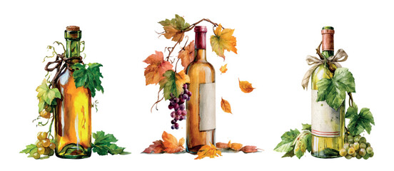 Obraz premium Wine bottles celebrating autumn harvest, featuring grapevines, green and red grapes, vibrant fall leaves, and cork stoppers in a rustic watercolor illustration of viticulture