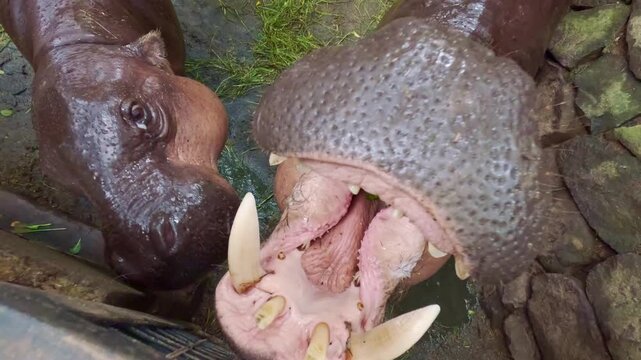 Pygmy Hippopotamus Being Fed, Open Mouth, Slow Motion, Indonesia