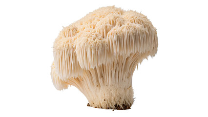 Fresh lions mane edible medicinal mushroom unique texture food item isolated on transparent background © Arina