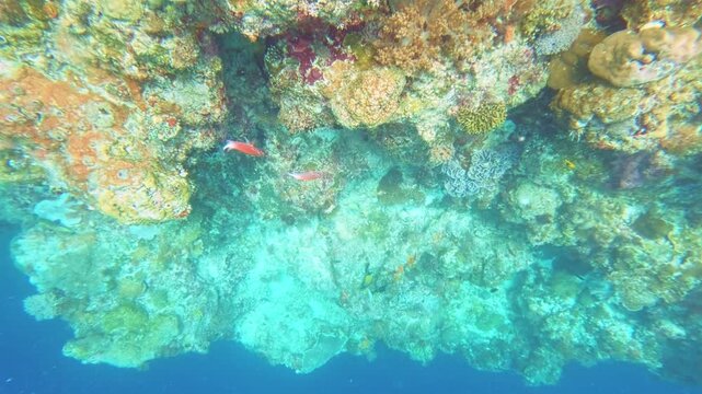 Coral Reef Wall Drop-Off Slow Motion, Flores Sea, Indonesia