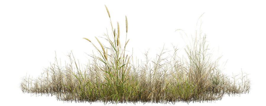 grass isolated on white background/High-resolution isolated wild grass with foxtail plants on a white background, featuring sharp details and natural texture, ideal for landscape, botanical, and desig