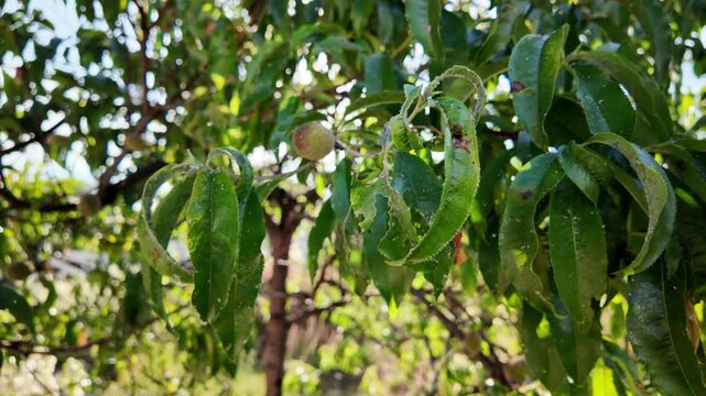 A detailed close-up shot of a summer fruit tree branch featuring vibrant green, slightly curled leaves and a small unripe peach under bright sunlight. Captured in rich 4K, 24fps with Motion Blur.