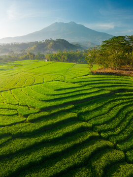 Aerial view of lush green rice terraces with vibrant patterns and a distant mountain under a clear sky in Sragen Regency, Central Java, Indonesia.