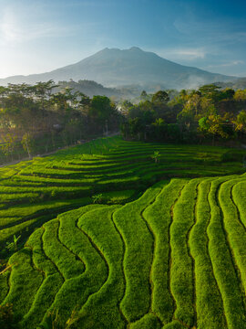 Aerial view of vibrant green rice terraces cascading down the landscape with a majestic mountain in the background under soft morning light in Sragen Regency, Central Java, Indonesia.