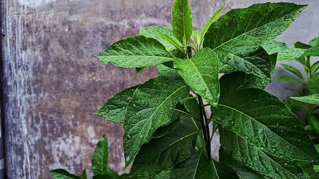 green plant, likely a shrub or small tree, captured in a steady, static frame. The leaves are covered in glistening water droplets, suggesting it has just rained or been watered
