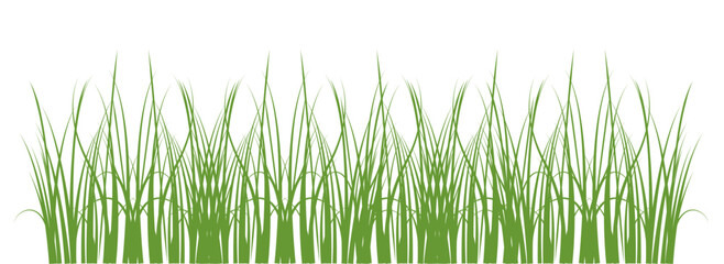 Fototapeta premium green grass with white background