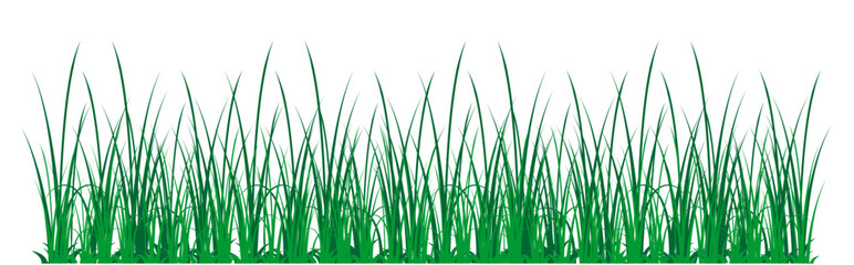 Fototapeta premium green grass with white background