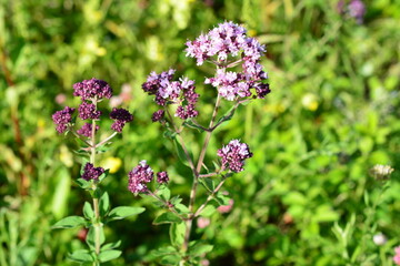 Obraz premium Oregano Plant with Purple Flowers in Field close up copy space Origanum vulgare