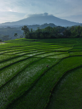 Aerial view of vibrant green rice terraces with a lone farmer working in the field and a majestic mountain rising in the background in Sragen Regency, Central Java, Indonesia.