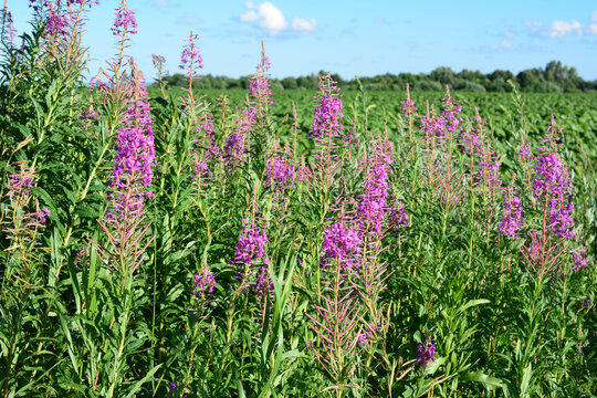 Fireweed Flowers Blooming in a Summer Field Chamaenerion angustifolium