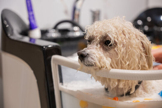 A dog in a washroom at a grooming salon. Pet spa. 