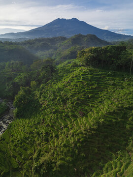 Aerial view of lush green rice terraces cascading down hillsides with a prominent mountain peak in the background in Sragen Regency, Central Java, Indonesia.