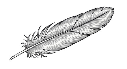 Hand drawn bird feather with detailed engraving lines © hiex
