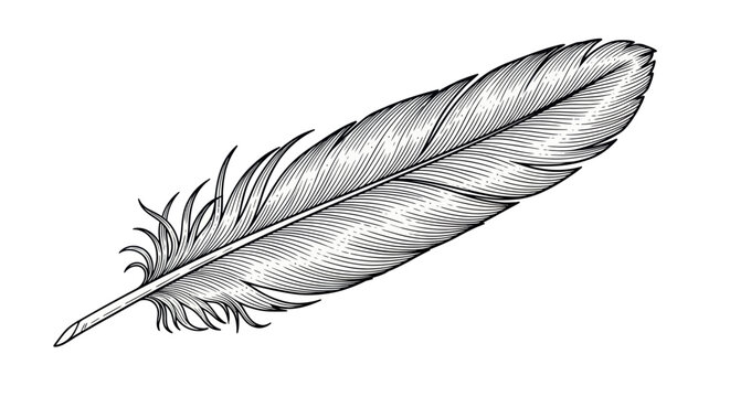 Hand drawn bird feather with detailed engraving lines