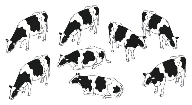 Collection of holstein dairy cows in various poses