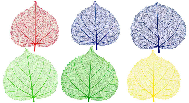 Colorful skeleton leaves showing intricate vein structure