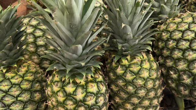 Multiple ripe pineapples packed closely together fill the frame, showing rough skin and spiky crowns in soft indoor light for food, market or diet content.