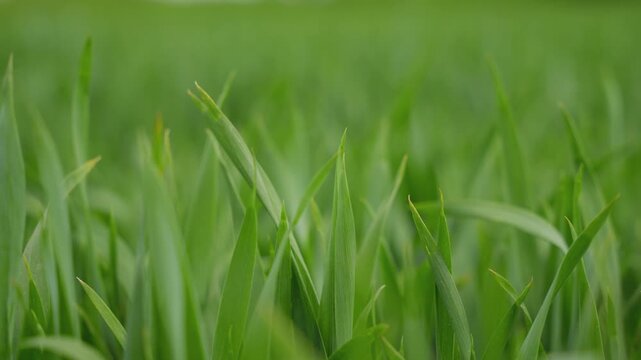Cinematic closeup of young green cereal sprouts swaying in the wind. Perfect for themes of sustainability, organic farming, and spring growth.