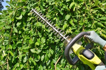 A hedge trimmer for pruning shrubs in the hands of a gardener. Gardening and pruning. © Natalia